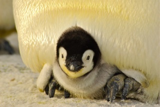 penguin update